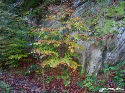 Selva Irati-Pirineo Navarro-Puente del Pilar; ventajas de hacer senderismo numancia ruinas